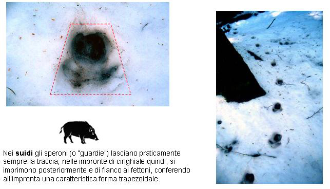 alcune tracce da confermare